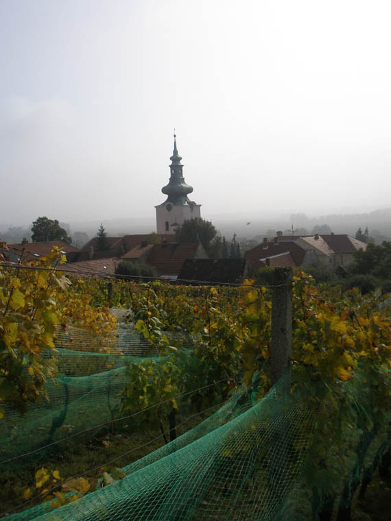 Fotogalerie - Vinice v trati Zahrádky, Přítluky Vinice v trati Zahrádky, Přítluky